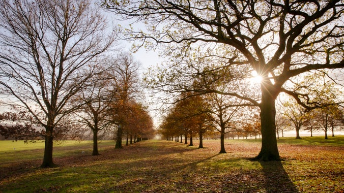 The silhouettes of trees along South Avenue at Wentworth Castle Gardens
